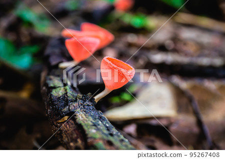 Champagne mushrooms on a branch in a deep forest. Nature background copy space and select focus Champagne mushrooms on a branch in a deep forest. Nature background copy space and select focus 95267408