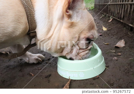 French bulldog French bulldog 95267572