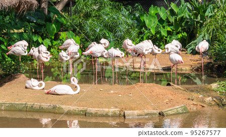 Many flamingos stand and lie on the lake in the zoo. 95267577