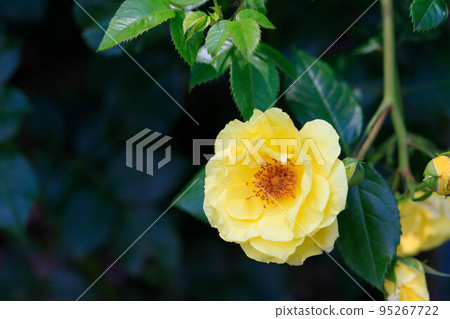 花園中盛開的萬金油 花園中盛開的萬金油 95267722