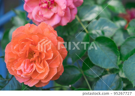 Orangery blooming in the garden Orangery blooming in the garden 95267727