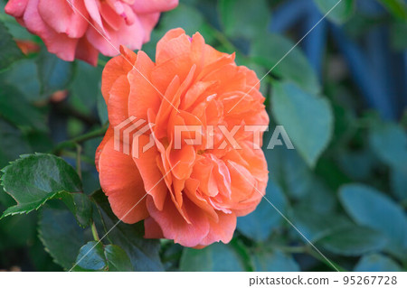 Orangery blooming in the garden Orangery blooming in the garden 95267728