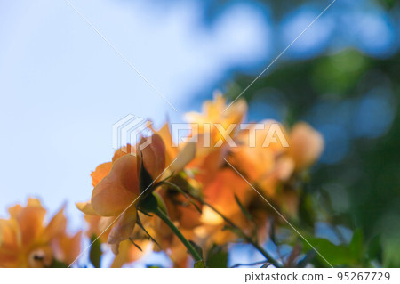 花園裡盛開的撒哈拉 98 95267729