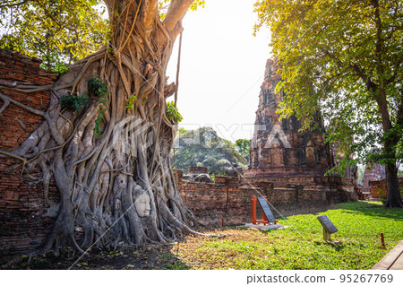 The head of a Buddha image in an old tree root at Wat Mahathat with an old chedi as a background is an important and famous landmark of Ayutthaya Province, Thailand. 95267769