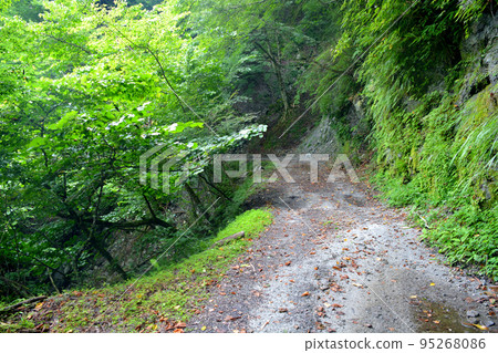 The forest road behind Yushin Lodge is also well maintained. 95268086