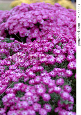 Kengai chrysanthemum close-up Kengai chrysanthemum close-up 95268225