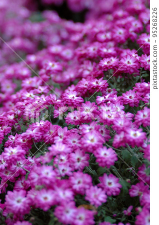 墾蓋菊花特寫 墾蓋菊花特寫 95268226