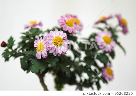 小菊花特寫 95268230