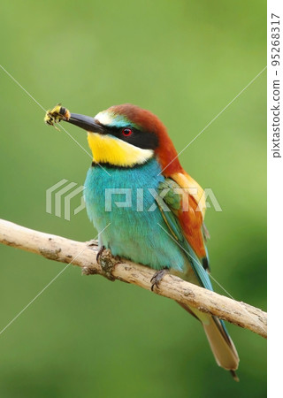 Very motley european bee eater on branch 95268317