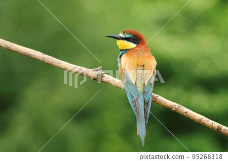 Very motley european bee eater on branch 95268318