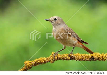 The common redstart female on branch 95268321