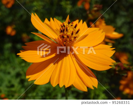 Orange flower of Kibanakosmos 95268331