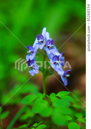 秋留野市小峰公園盛開的紫堇花 秋留野市小峰公園盛開的紫堇花 95268334