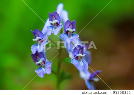 Corydalis flowers blooming in Komine Park in Akiruno City 95268335