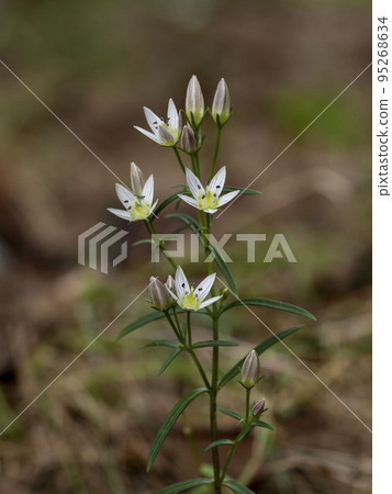 大會之花 大會之花 95268634