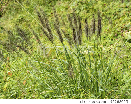 Tikarashiba 95268635