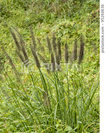 Tikarashiba 95268636