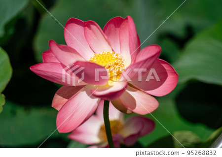 A pink lotus flower sways in the wind, Nelumbo nucifera. Against the background of their green leaves. Lotus field on the lake in natural environment. A pink lotus flower sways in the wind, Nelumbo nucifera. Against the background of their green leaves. Lotus field on the lake in natural environment. 95268832