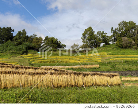 Scenery of Chihaya Akasaka village rice terraces and rice racks 95269266