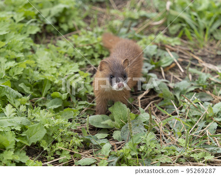 Korean weasel that settles in the grass of terraced rice fields 95269287