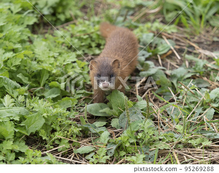 Korean weasel that settles in the grass of terraced rice fields 95269288