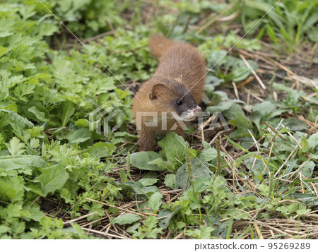 Korean weasel that settles in the grass of terraced rice fields 95269289