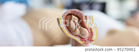 Plastic model of an embryo in the womb on the doctor's table 95270001