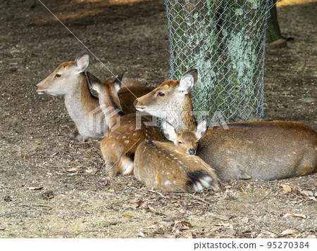 Deer parent and child snuggling up to each other 95270384