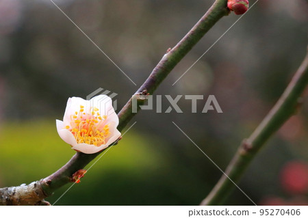 cute little plum blossom 95270406