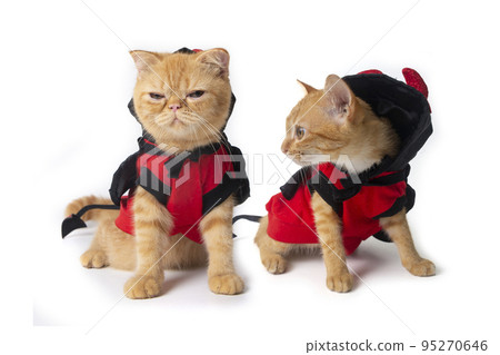 Two little cats wearing devil costume for halloween. Two little cats wearing devil costume for halloween. 95270646
