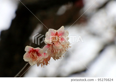 light pink plum blossom 95270824