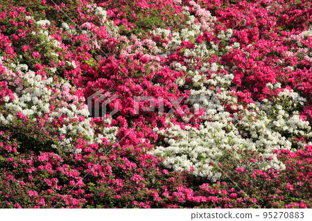 Azalea of Kyoto Mimurotoji Azalea of Kyoto Mimurotoji 95270883