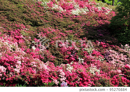 Azalea of Kyoto Mimurotoji 95270884