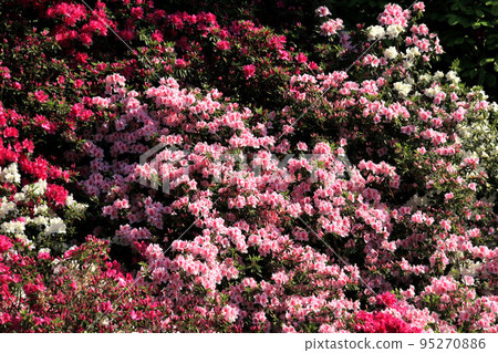 Azalea of Kyoto Mimurotoji Azalea of Kyoto Mimurotoji 95270886