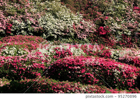 Azalea of Kyoto Mimurotoji Azalea of Kyoto Mimurotoji 95270896