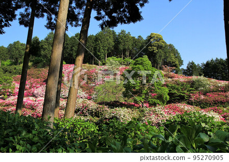 Azalea of Kyoto Mimurotoji Azalea of Kyoto Mimurotoji 95270905