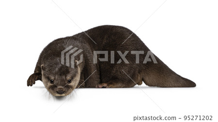 Asian small clawed otter on white background 95271202