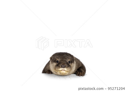 Asian small clawed otter on white background 95271204