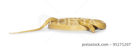 Corn snake on white background Corn snake on white background 95271207