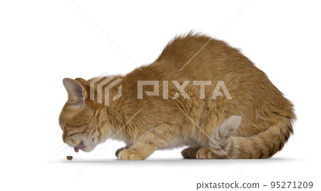 Red house cat on white background 95271209