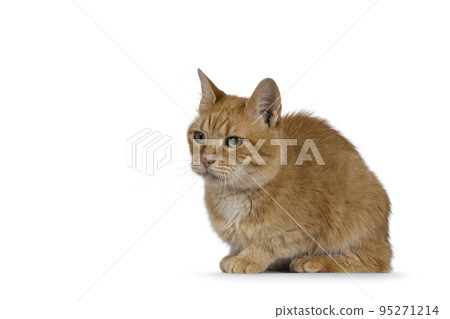 Red house cat on white background 95271214