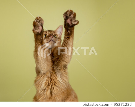 Somali cat on green background 95271223