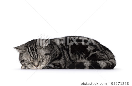 Silver British Shorthair cat on white background 95271228