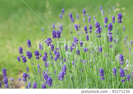 Lavender purple small flowers green background 95271230