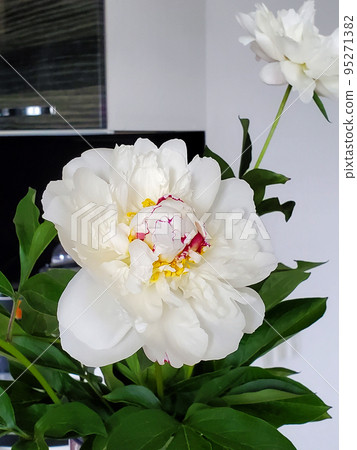 peony flower in a bouquet in the room 95271382