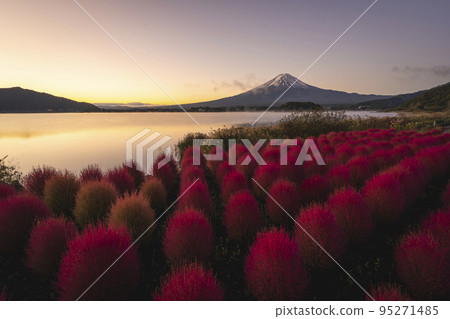 河口湖、大石公園、紅地膚、富士山 河口湖、大石公園、紅地膚、富士山 95271485