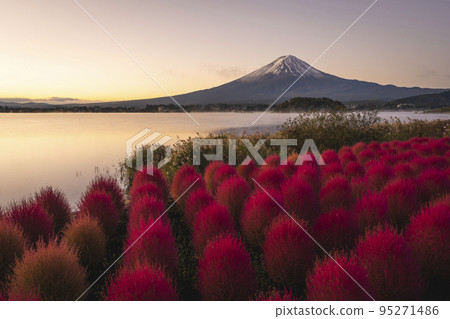 河口湖、大石公園、紅地膚、富士山 河口湖、大石公園、紅地膚、富士山 95271486