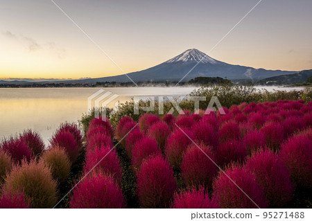 河口湖、大石公園、紅地膚、富士山 河口湖、大石公園、紅地膚、富士山 95271488