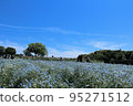 藍天和nemophila 95271512