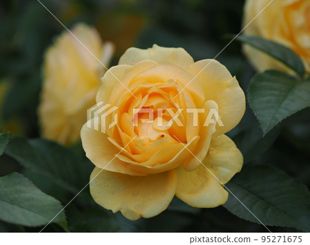 玫瑰“朱莉婭孩子” 玫瑰“朱莉婭孩子” 95271675